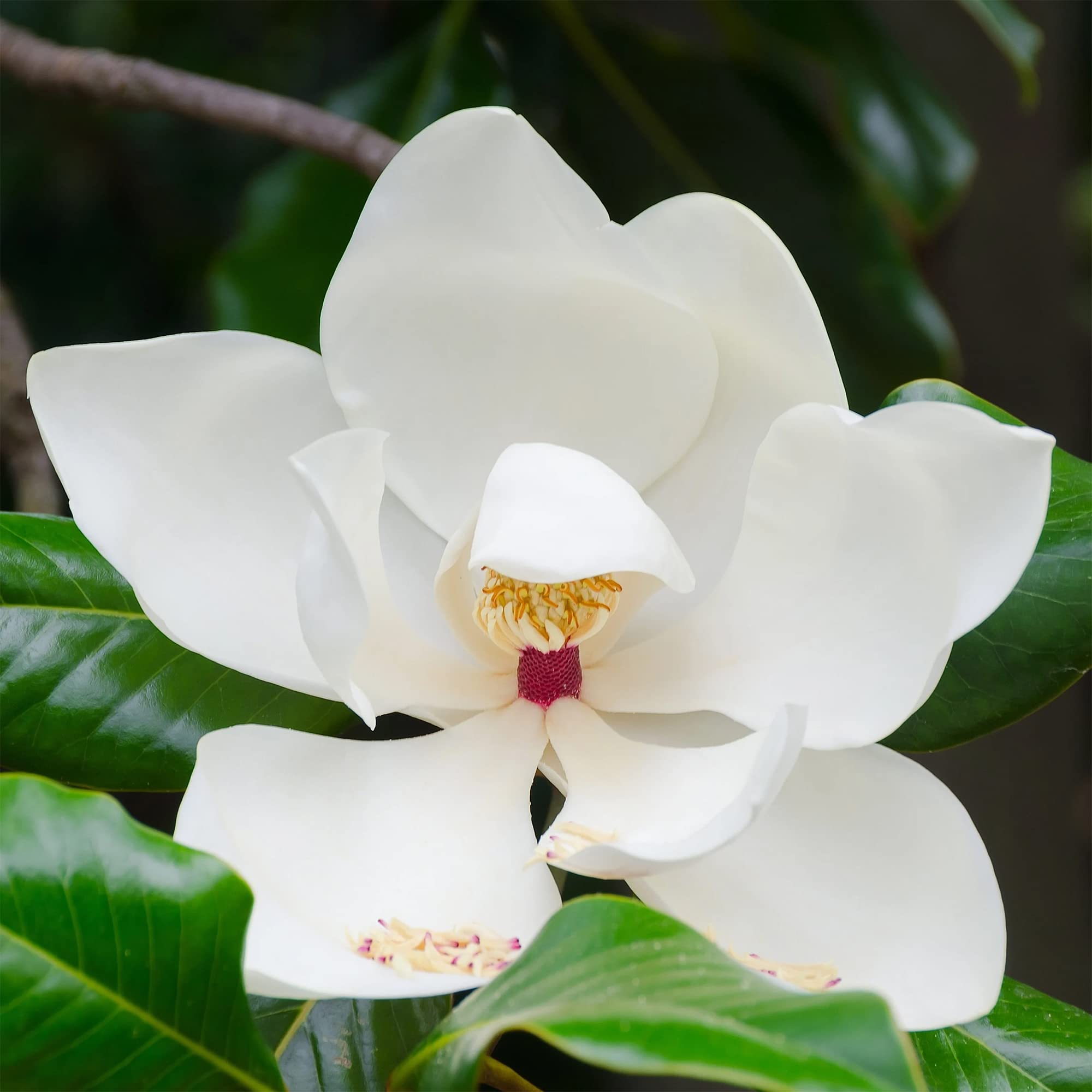 QAUZUY GARDEN 5 Southern Magnolia (Magnolia Grandiflora) Bull Bay Seeds | Non-GMO Heirloom Seed & Attract Pollinators | Striking Perennial Garden Container Bonsai Tree Shrub Plant