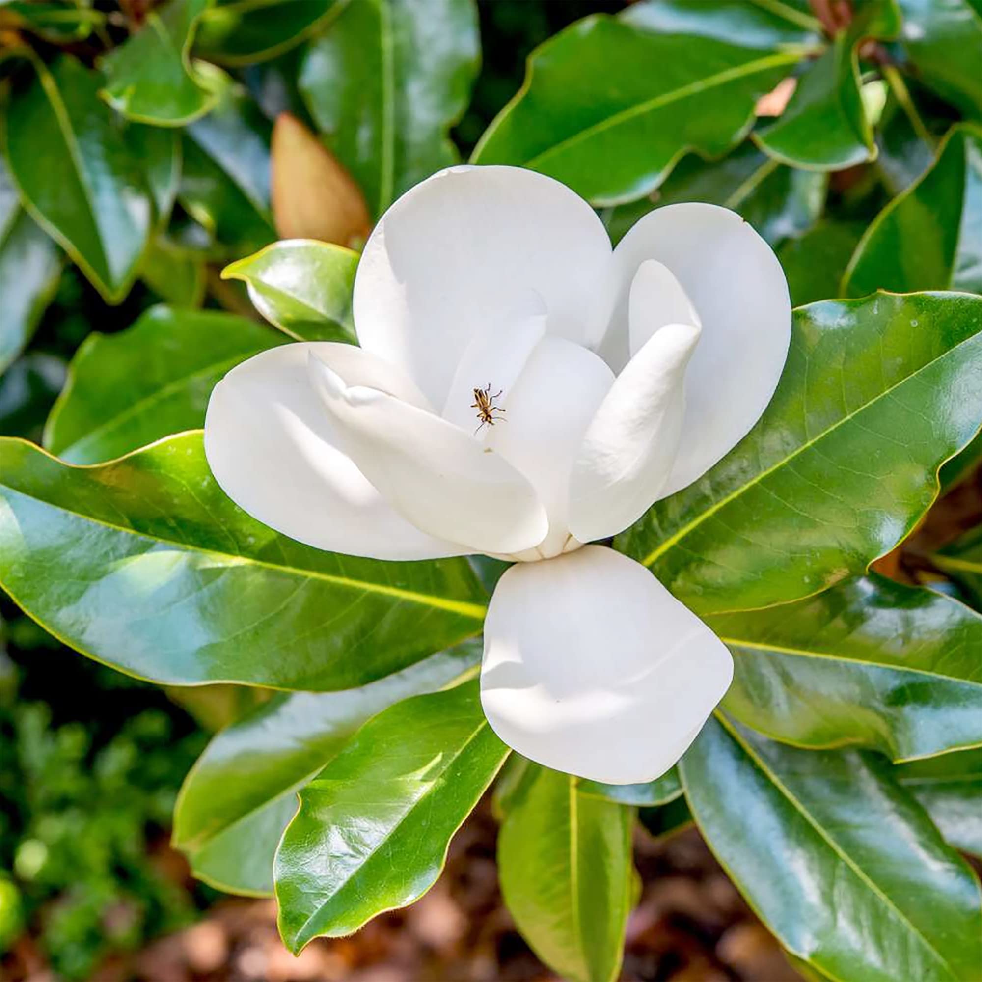 QAUZUY GARDEN 5 Southern Magnolia (Magnolia Grandiflora) Bull Bay Seeds | Non-GMO Heirloom Seed & Attract Pollinators | Striking Perennial Garden Container Bonsai Tree Shrub Plant