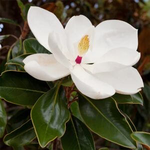 QAUZUY GARDEN 5 Southern Magnolia (Magnolia Grandiflora) Bull Bay Seeds | Non-GMO Heirloom Seed & Attract Pollinators | Striking Perennial Garden Container Bonsai Tree Shrub Plant