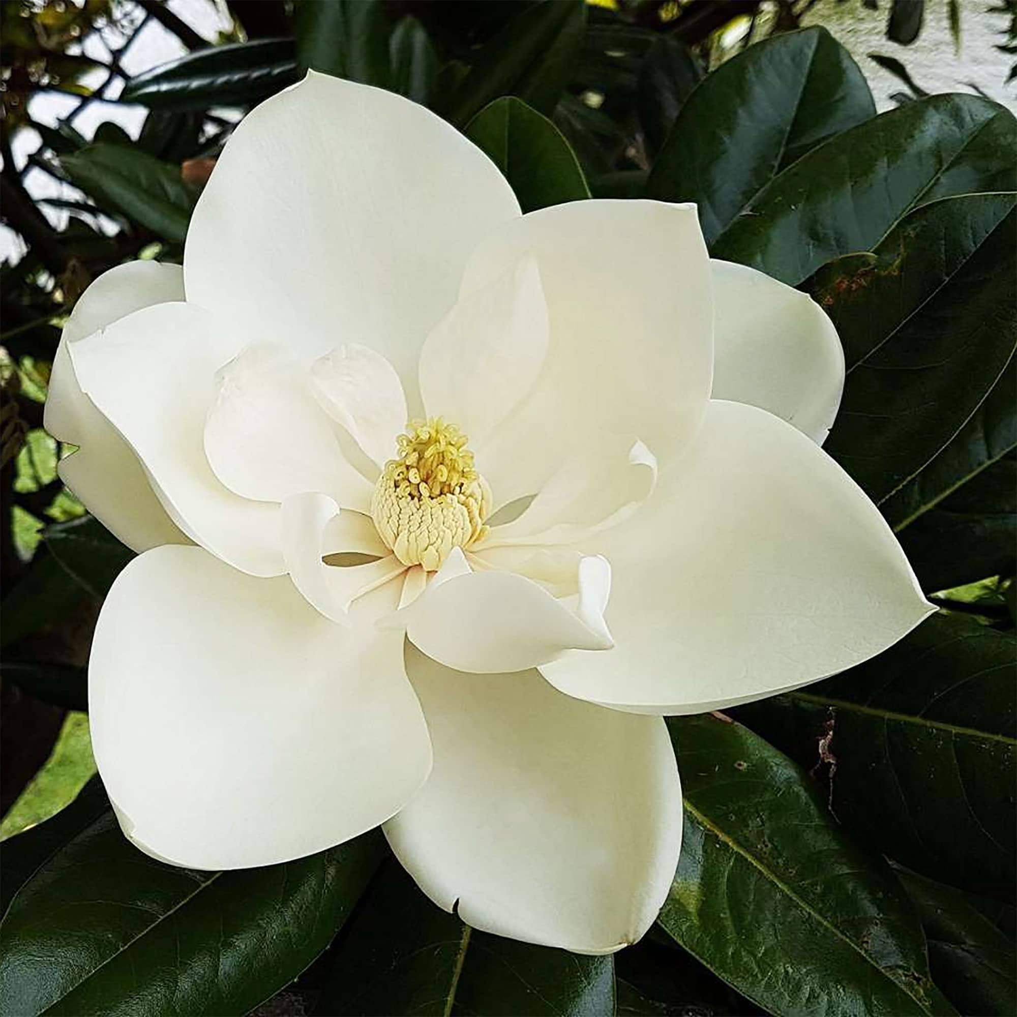 QAUZUY GARDEN 5 Southern Magnolia (Magnolia Grandiflora) Bull Bay Seeds | Non-GMO Heirloom Seed & Attract Pollinators | Striking Perennial Garden Container Bonsai Tree Shrub Plant