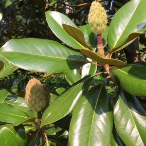 CHUXAY GARDEN 10 Seeds Magnolia Grandiflora Seed,Southern Magnolia,Evergreen Magnolia, Loblolly Magnolia,Big Laurel, Bull Bay Hardy Evergreen Tree Excellent Addition to Garden