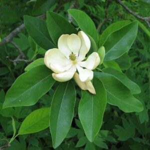 Sweet Bay Magnolia Tree | 30 Live Plants | Magnolia Virginiana | Beautiful Ornamental Specimen