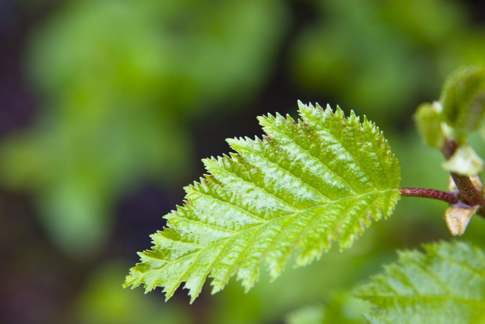 Posterazzi Close Up Of A Young Alder Tree Leaf Shoup Bay State Marine Park Prince William Sound Southcentral Alaska Summer Poster Print, (18 x 12)