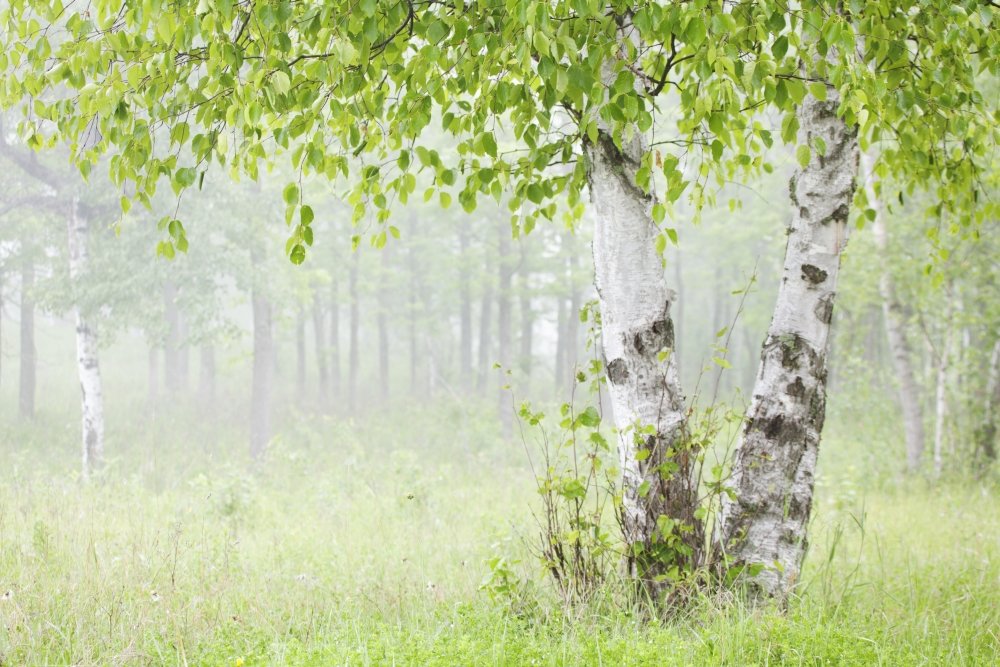 Posterazzi Birch trees in fogThunder bay ontario canada Poster Print, (38 x 24)