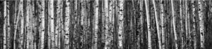 posterazzi dpi12329534 birch trees thunder bay, ontario, canada photo print, 44 x 10, multi