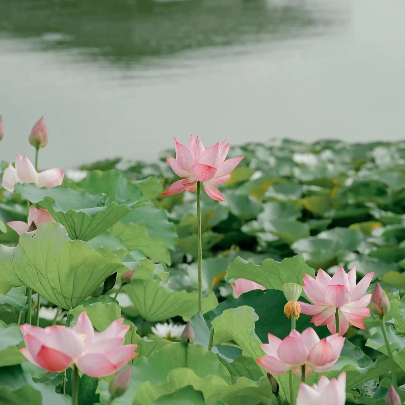 12+ Pcs Bonsai Bowl Lotus Seeds, Water Lily Flower Plant Seed Flowering Aquatic Fresh Garden Seeds for Pond Home Planting Ornamental(Mixed Color)