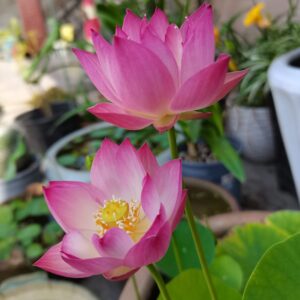 12+ Pcs Bonsai Bowl Lotus Seeds, Water Lily Flower Plant Seed Flowering Aquatic Fresh Garden Seeds for Pond Home Planting Ornamental(Mixed Color)