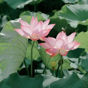 12+ Pcs Bonsai Bowl Lotus Seeds, Water Lily Flower Plant Seed Flowering Aquatic Fresh Garden Seeds for Pond Home Planting Ornamental(Mixed Color)