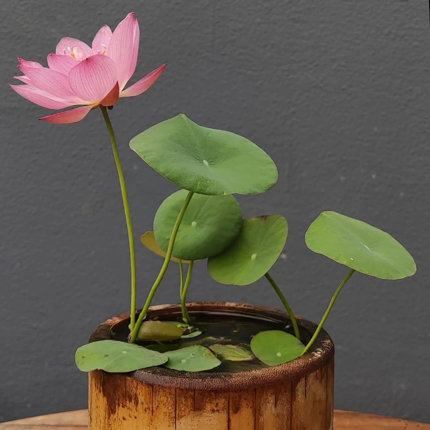 12+ Pcs Bonsai Bowl Lotus Seeds, Water Lily Flower Plant Seed Flowering Aquatic Fresh Garden Seeds for Pond Home Planting Ornamental(Mixed Color)