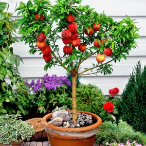 bonanza peach seeds large fruit sweet delicious flavor juicy ornamental self-pollinating patio container garden indoor outdoor 10pcs fruit tree seeds by yegaol garden