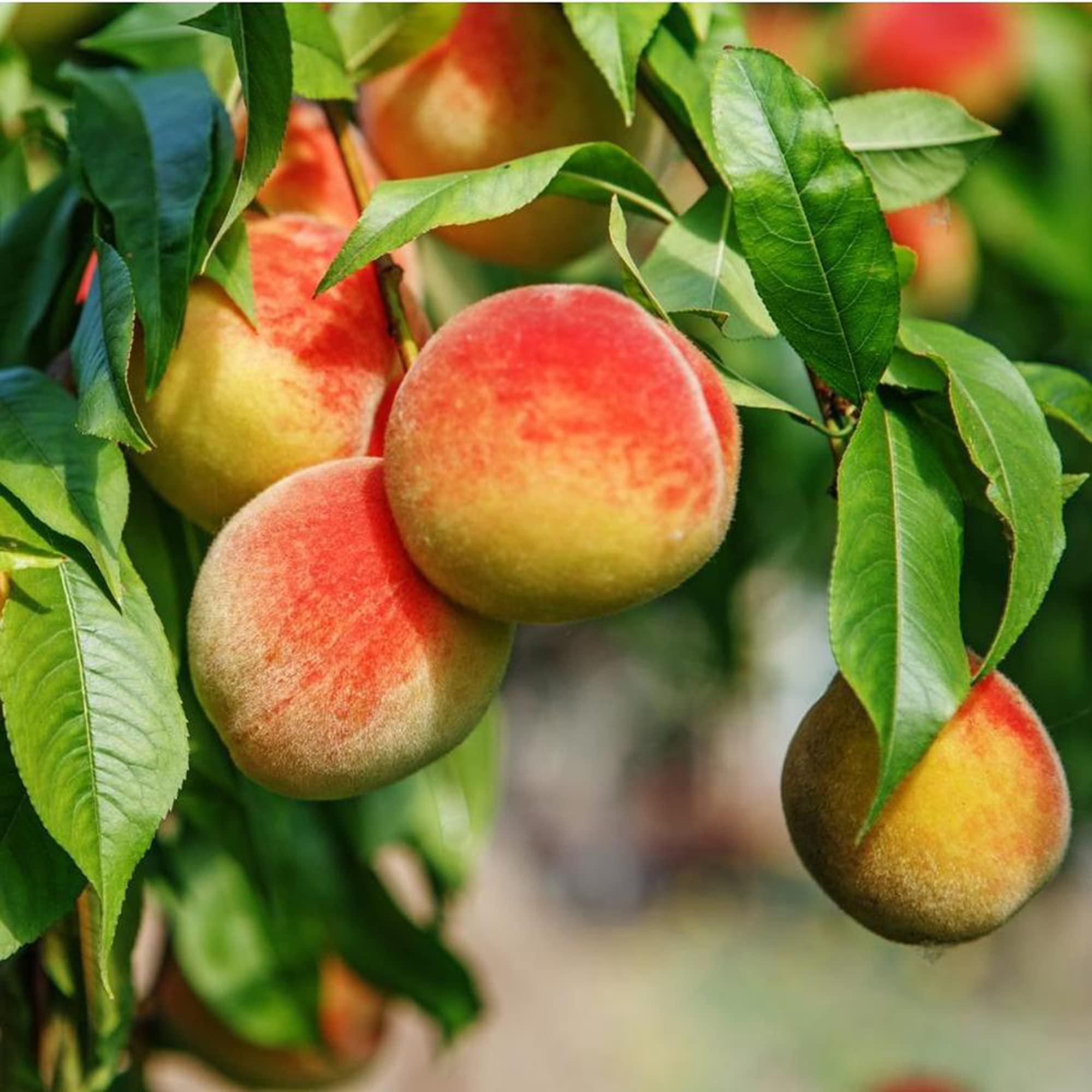 Bonanza Peach Seeds Large Fruit Sweet Delicious Flavor Juicy Ornamental Self-Pollinating Patio Container Garden Indoor Outdoor 10Pcs Fruit Tree Seeds by YEGAOL Garden