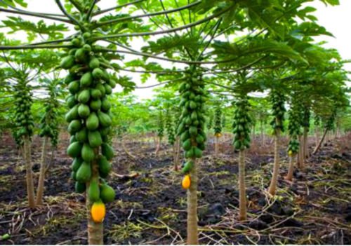 Dwarf Solo Papaya Tree! 10 Seeds! Small fruit! PERFECT FOR GROWING IN POTS