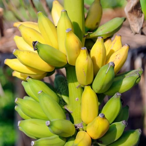 Banana Tree "Dwarf Cavendish". Set of 4 Starter Live Plants