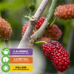 Dwarf Everbearing Black Mulberry Tree Live Plant - Morus nigra - Wellspring Gardens Premium Fruit Tress Live Plants - Great for Nature Lovers & Gardeners - Perfect for Outdoor and Indoor Fruit Trees