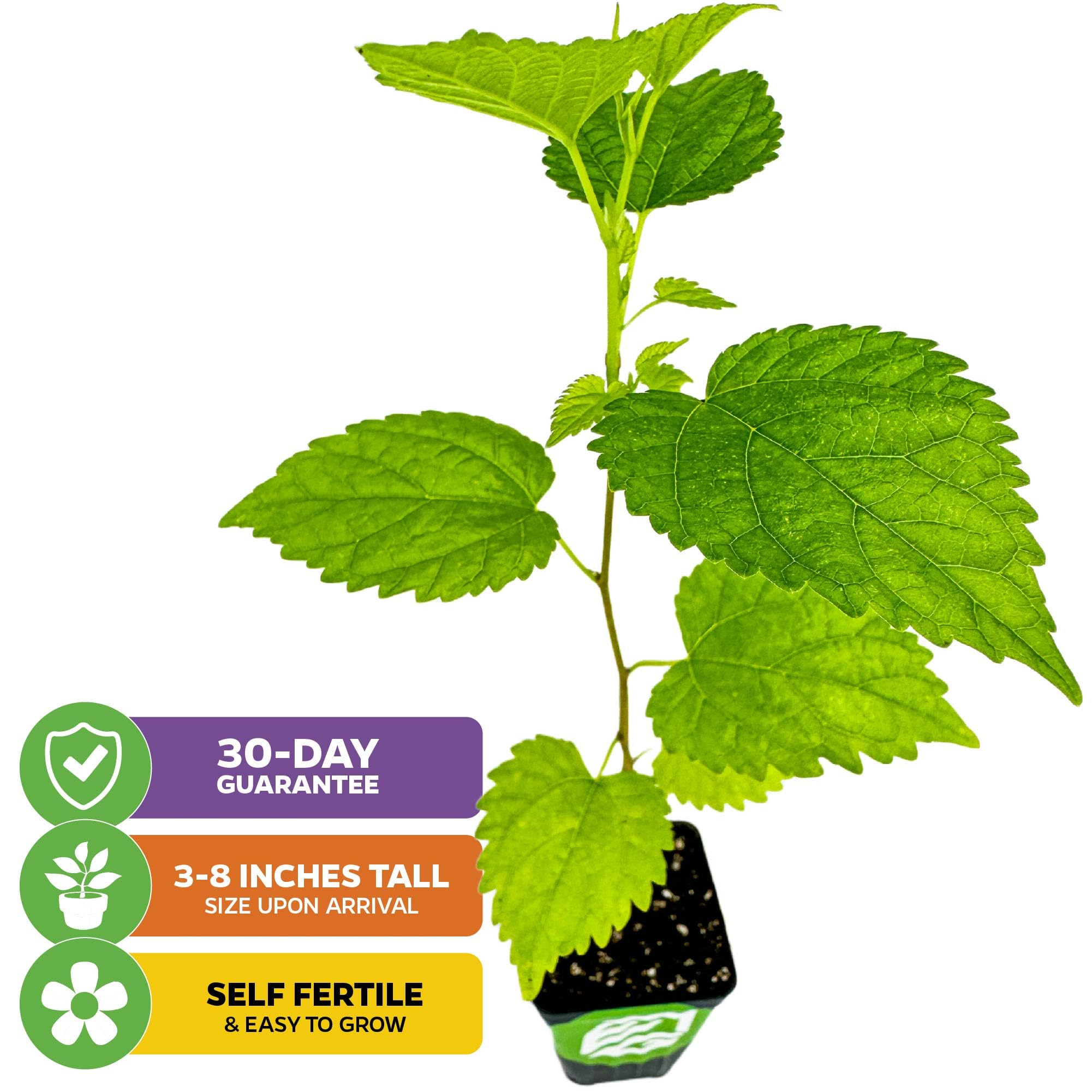 Dwarf Everbearing Black Mulberry Tree Live Plant - Morus nigra - Wellspring Gardens Premium Fruit Tress Live Plants - Great for Nature Lovers & Gardeners - Perfect for Outdoor and Indoor Fruit Trees