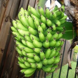 banana plants "dwarf cavendish" includes four (4) plants