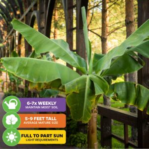 Dwarf Kokopo Banana Plant - Musa acuminata by Wellspring Gardens - Swift Fruiting, Exquisite Taste, Orange-Tinted Pulp, Container and Outdoor Growth, Vitamin A and Beta Carotene-rich Banana