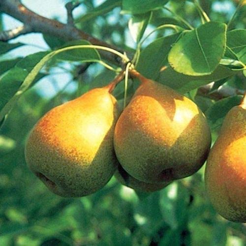 20 Seeds of Mixed Pears Trees, Bartlett, Kieffer, Green Anjou, Red Anjou, Asian Singo Pears Trees Seeds