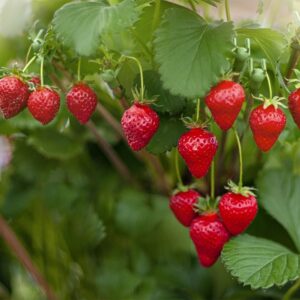 710+ Dwarf Fruit Seeds for Planting (Individually Packaged) Cherries 10pcs White Strawberry 200pcs Red Strawberry 200pcs Raspberry 200pcs Elderberry 100pcs