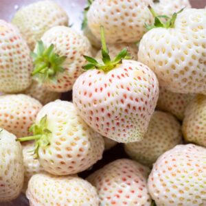 710+ Dwarf Fruit Seeds for Planting (Individually Packaged) Cherries 10pcs White Strawberry 200pcs Red Strawberry 200pcs Raspberry 200pcs Elderberry 100pcs