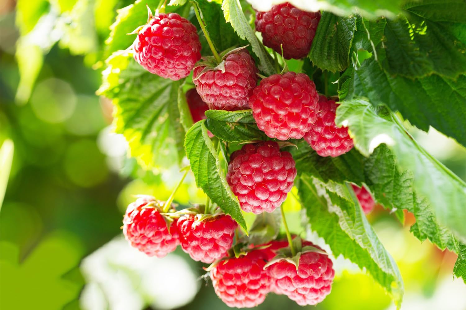 710+ Dwarf Fruit Seeds for Planting (Individually Packaged) Cherries 10pcs White Strawberry 200pcs Red Strawberry 200pcs Raspberry 200pcs Elderberry 100pcs