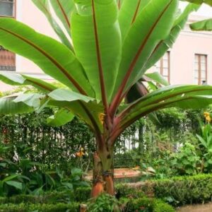 Abyssinian Banana Tree Seeds for Planting (5 Seeds) - Ensete ventricosum