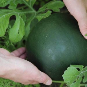 CEMEHA SEEDS Watermelon Black Beauty Early Rare Giant Fruit Heirloom Organic Non-GMO