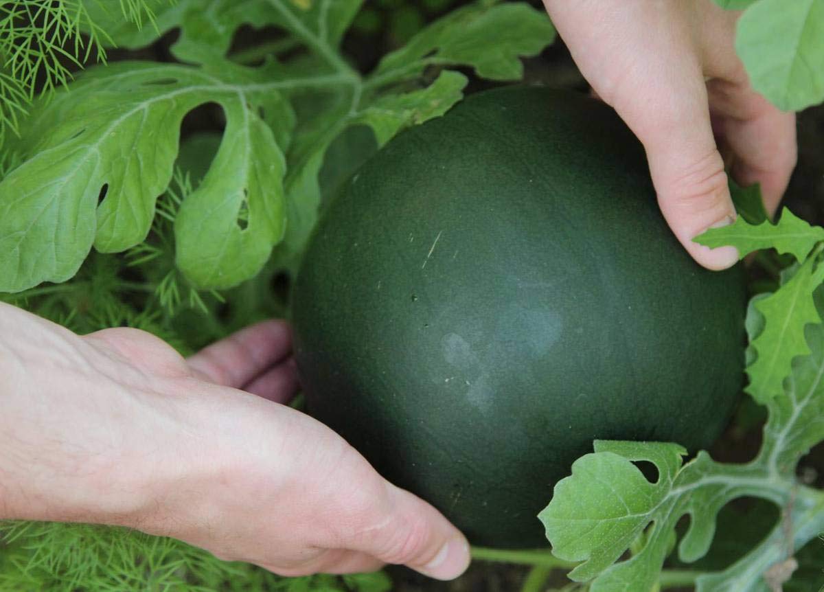 CEMEHA SEEDS Watermelon Black Beauty Early Rare Giant Fruit Heirloom Organic Non-GMO