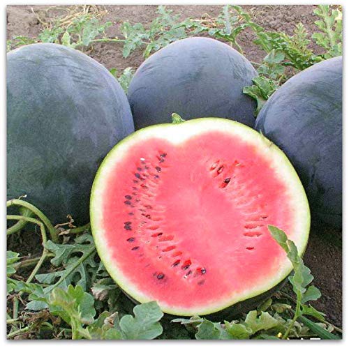 CEMEHA SEEDS Watermelon Black Beauty Early Rare Giant Fruit Heirloom Organic Non-GMO