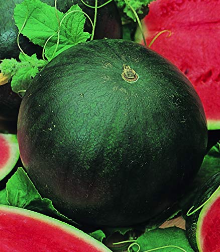 CEMEHA SEEDS Watermelon Black Beauty Early Rare Giant Fruit Heirloom Organic Non-GMO