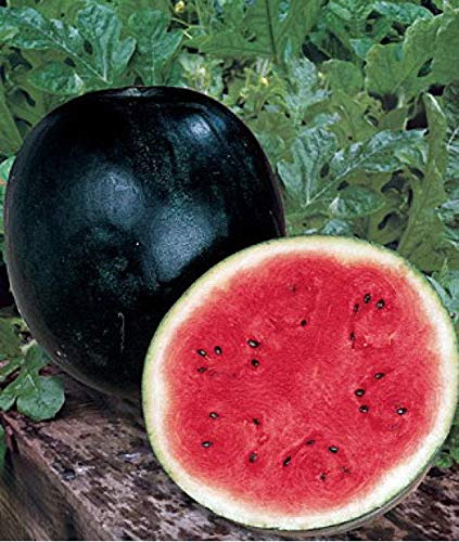 CEMEHA SEEDS Watermelon Black Beauty Early Rare Giant Fruit Heirloom Organic Non-GMO