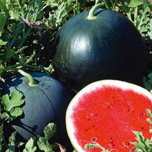 CEMEHA SEEDS Watermelon Black Beauty Early Rare Giant Fruit Heirloom Organic Non-GMO