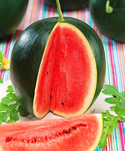 CEMEHA SEEDS Watermelon Black Beauty Early Rare Giant Fruit Heirloom Organic Non-GMO