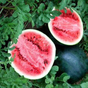 CEMEHA SEEDS Watermelon Black Beauty Early Rare Giant Fruit Heirloom Organic Non-GMO