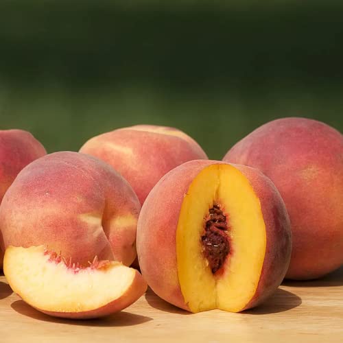 CHUXAY GARDEN Contender Peach Tree Seed 5 Seeds Edible Fresh Sweet Fruit Non-GMO Dwarf Peach Trees High Yield Flourishing