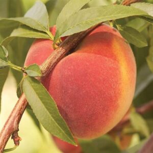 CHUXAY GARDEN Contender Peach Tree Seed 5 Seeds Edible Fresh Sweet Fruit Non-GMO Dwarf Peach Trees High Yield Flourishing