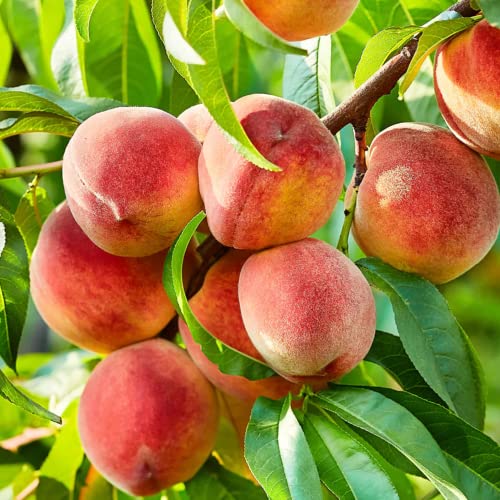 CHUXAY GARDEN Contender Peach Tree Seed 5 Seeds Edible Fresh Sweet Fruit Non-GMO Dwarf Peach Trees High Yield Flourishing