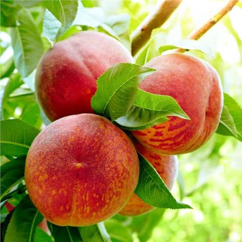 CHUXAY GARDEN Contender Peach Tree Seed 5 Seeds Edible Fresh Sweet Fruit Non-GMO Dwarf Peach Trees High Yield Flourishing