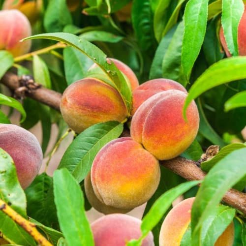 CHUXAY GARDEN Contender Peach Tree Seed 5 Seeds Edible Fresh Sweet Fruit Non-GMO Dwarf Peach Trees High Yield Flourishing