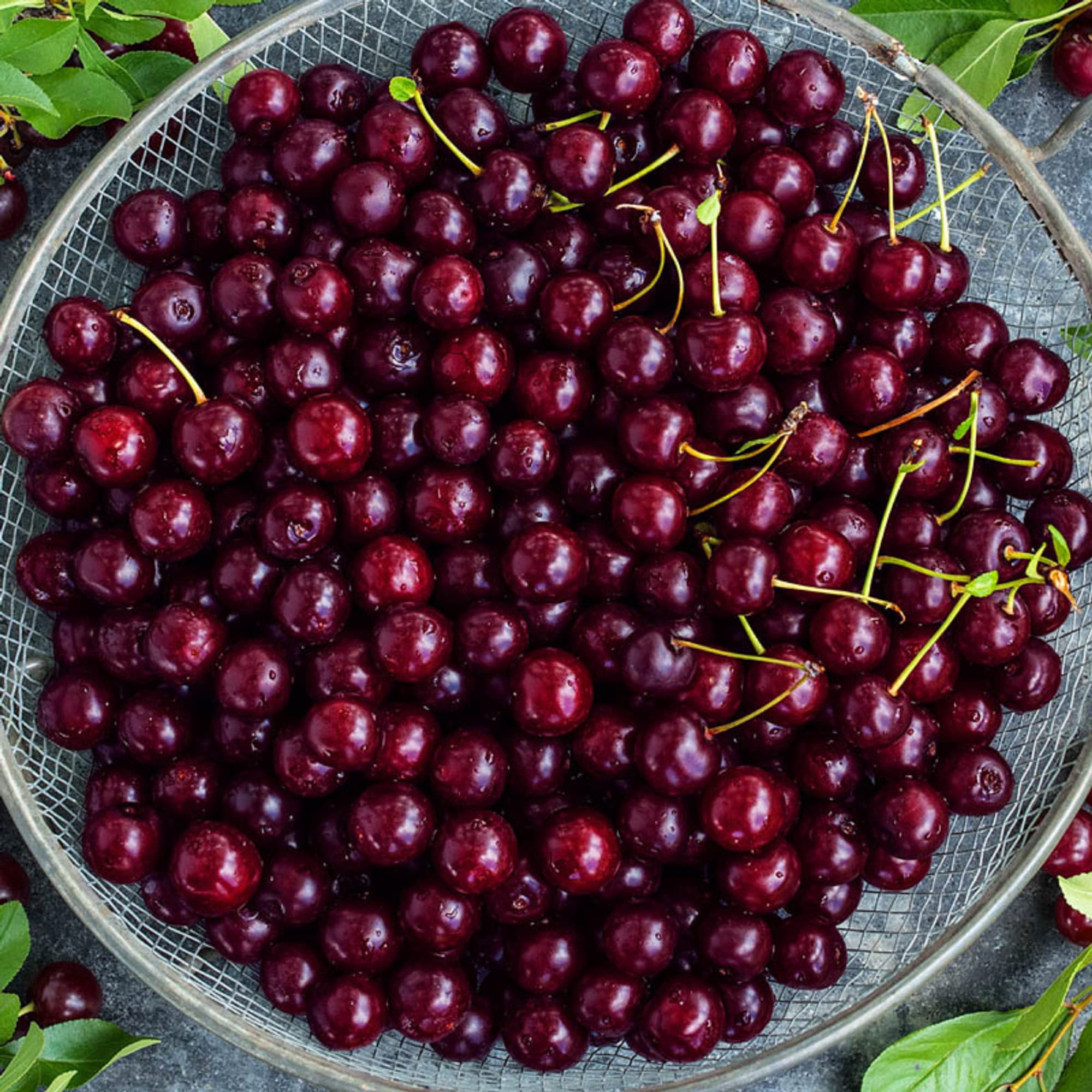 CHUXAY GARDEN Dwarf Cherry Tree Seed 10 Seeds Sweet Edible Fruit Robust Flavor Great Gardening