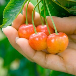 CHUXAY GARDEN Dwarf Cherry Tree Seed 10 Seeds Sweet Edible Fruit Robust Flavor Great Gardening