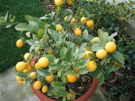 Luake 35 Dwarf Meyer Lemon Tree Seeds