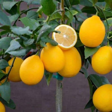 Luake 35 Dwarf Meyer Lemon Tree Seeds