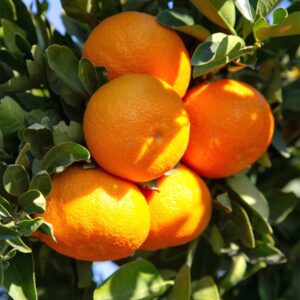 QAUZUY GARDEN 20 Dwarf Orange Bonsai Tree Seeds(Citrus Sinensis) - Heirloom Organic Citrus Fruit Seeds - Sweet Juicy Fruits Survival Gear Food Seeds