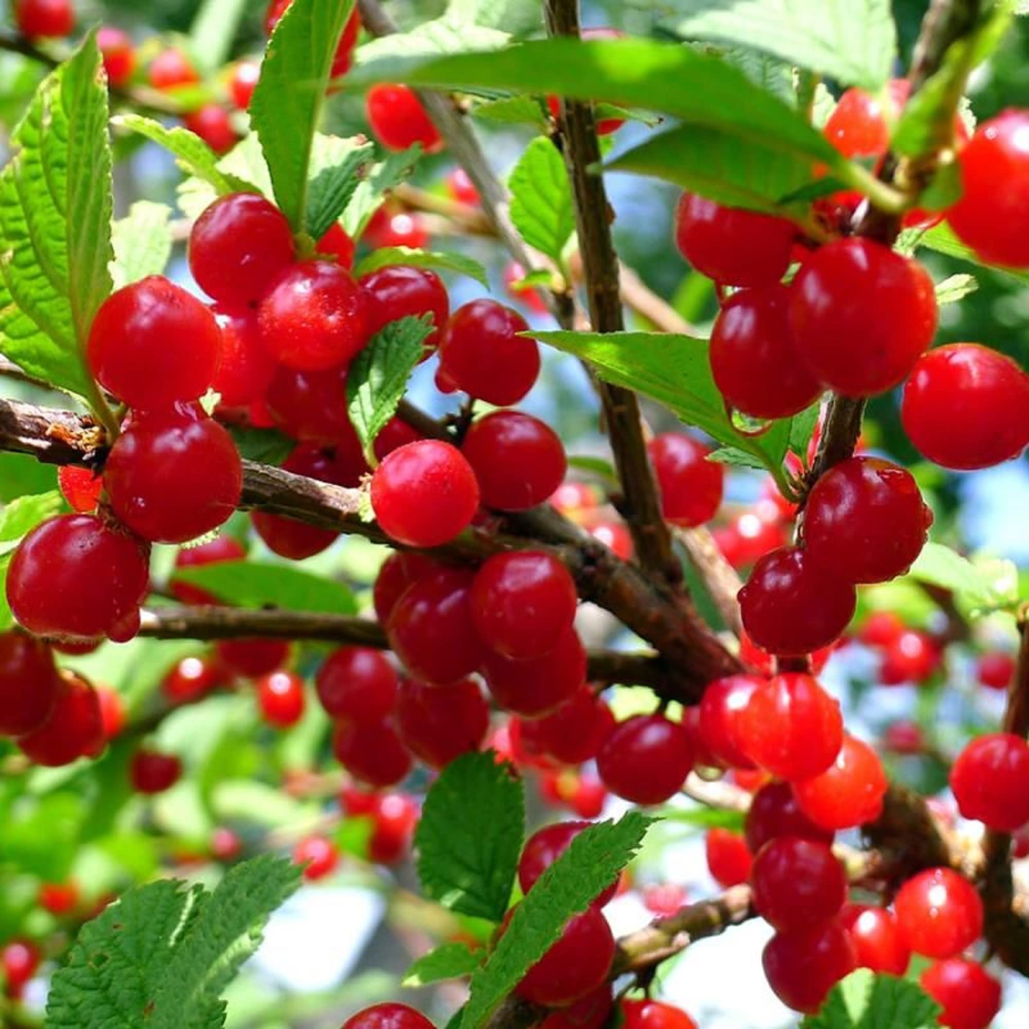 CHUXAY GARDEN 20 Seeds Nanking Cherry Fruit Trees Hardy Deciduous Shrub Sweet Delicious Edible Fruit Great for Ornaments and Hedges