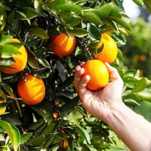 chuxay garden rare dwarf orange tree seeds for planting heirloom citrus 10 seeds edible sweet juicy fruit gardening non-gmo easy grow great for salads