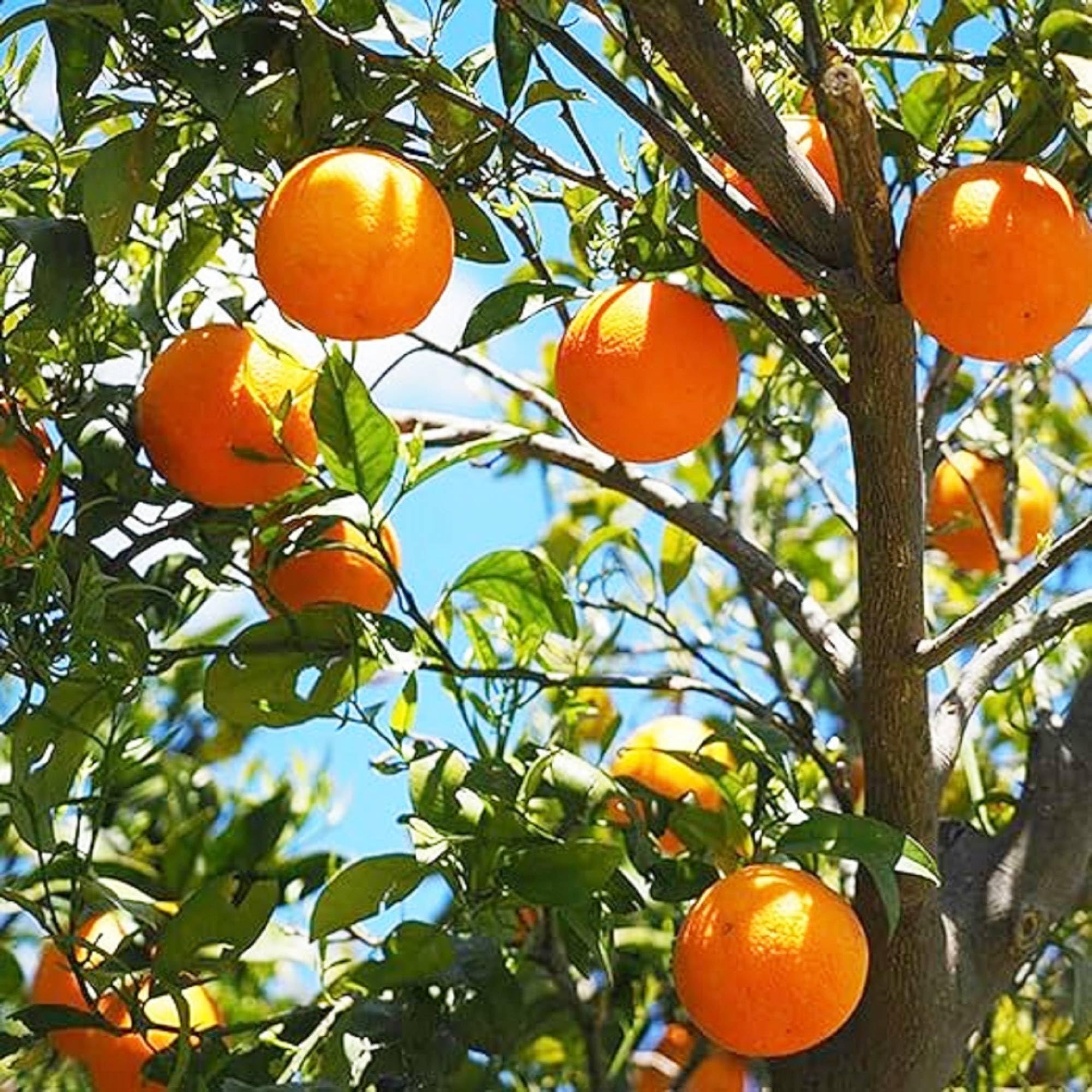 CHUXAY GARDEN Rare Dwarf Orange Tree Seeds for Planting Heirloom Citrus 10 Seeds Edible Sweet Juicy Fruit Gardening Non-GMO Easy Grow Great for Salads