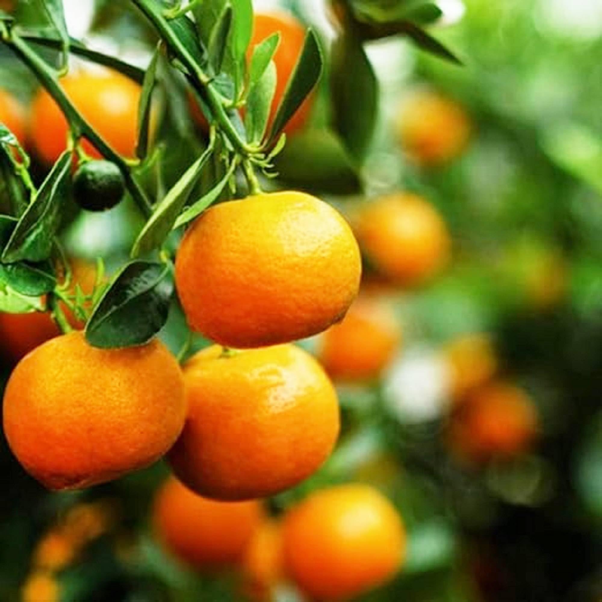 CHUXAY GARDEN Rare Dwarf Orange Tree Seeds for Planting Heirloom Citrus 10 Seeds Edible Sweet Juicy Fruit Gardening Non-GMO Easy Grow Great for Salads