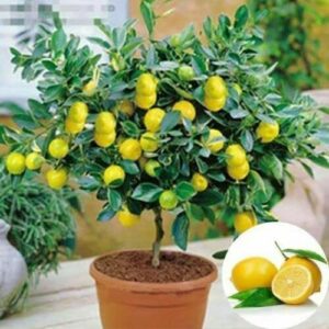 Dwarf Lemon Bonsai Tree Seeds for Planting - 30+ Seeds - Ships from Iowa, USA