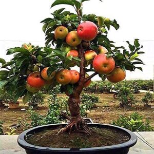 MITRAEE Dwarf Bonsai Apple Tree Seeds - 100 Pcs Seeds - Grow Exotic Indoor Fruit Bonsai